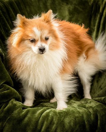 Foster Kermit-9023
