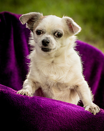 Foster Petey-0140