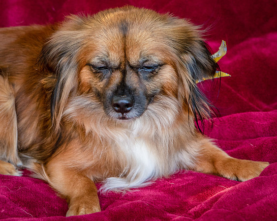 Foster Petunia-9375
