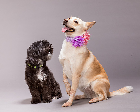 Maggie and Henry-7141