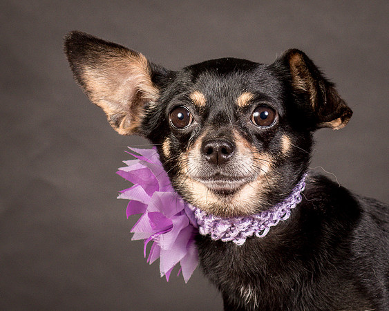 Foster Pansy-9310