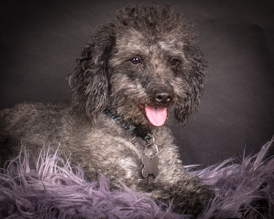 Foster Mokey-1371