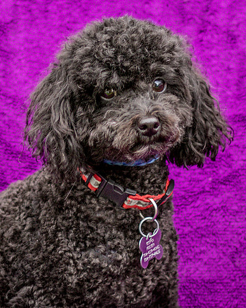 Foster Mindy-7338