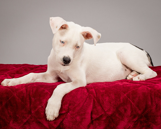 Foster Alvin-4806