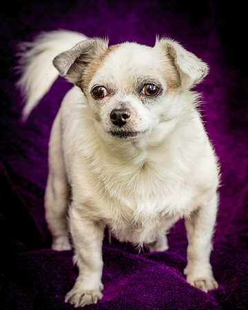 Foster Petey-0111