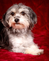 Foster Alex-6169
