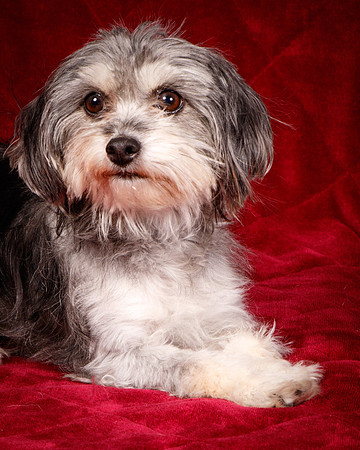 Foster Alex-6169