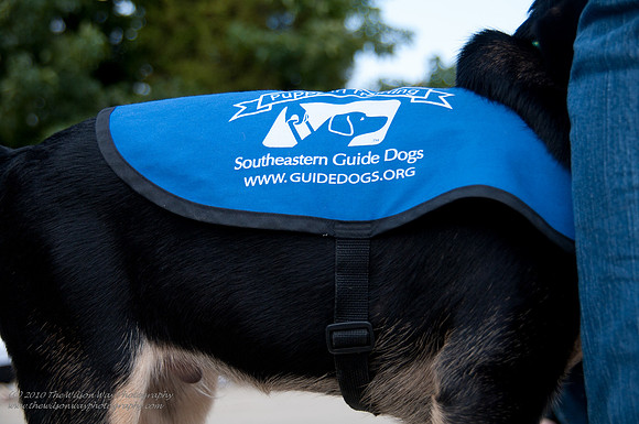 Guide Puppies (3 of 191)