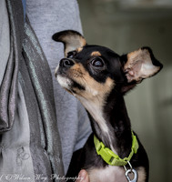 Foster Dandelion-9007