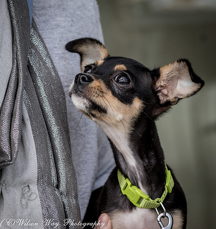 Foster Dandelion-9007