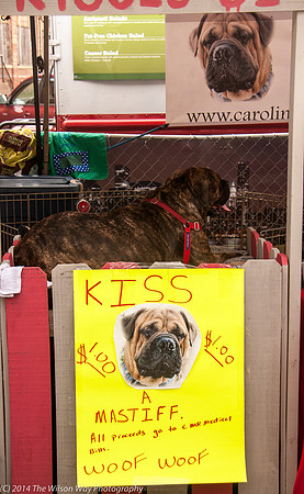 Carolina Mastiff Rescue-0645