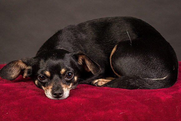Foster Pansy-9530
