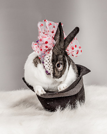 Foster Rabbit Penelope-4711