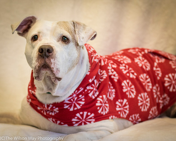 Foster Snickers-0172
