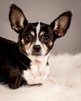 Foster Justice-4594