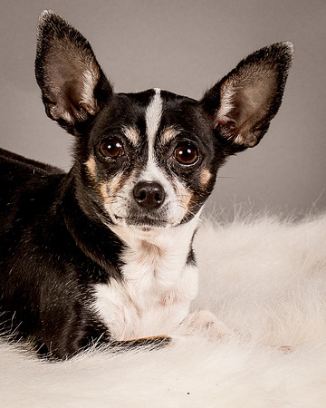 Foster Justice-4594