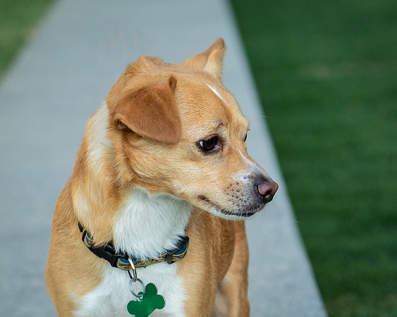 Foster Paddy-9983