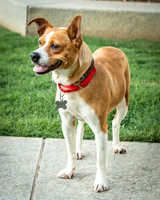 Foster Posie-9751