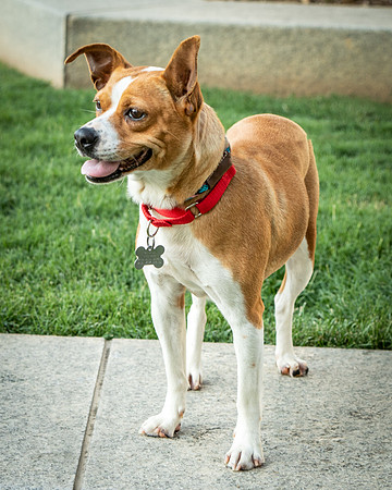 Foster Posie-9751