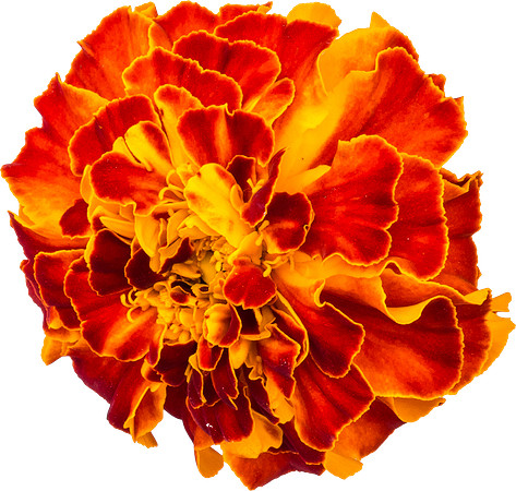 Flower_15