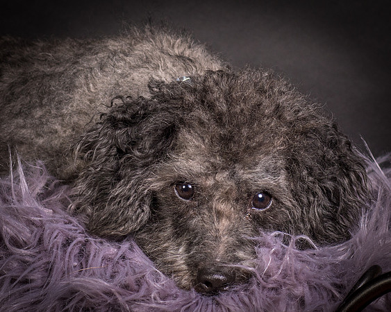 Foster Mokey-1397