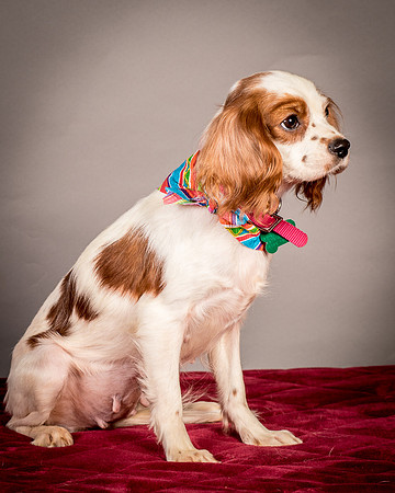 Foster josephina-3921