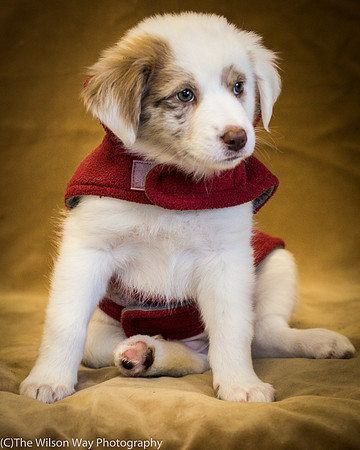 Foster Lisanna-0385