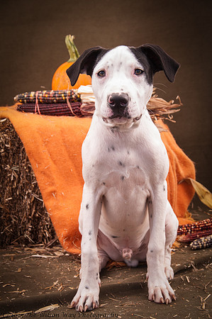 Foster Snoopy-6838