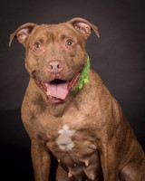 Foster Coco-2039