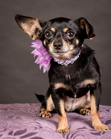 Foster Pansy-9285