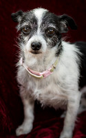 Foster Olive-7683