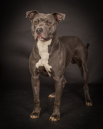 Foster Cobalt-2364