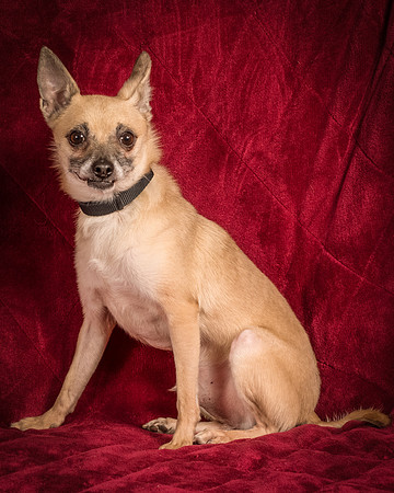 Foster Kiwi-8394