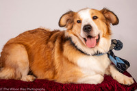 Toby and Mapoleon Brick-3967