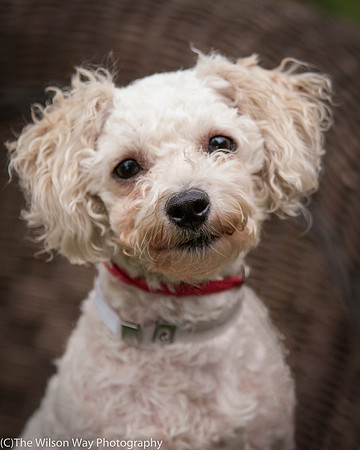 Foster Emmy Lou-3255