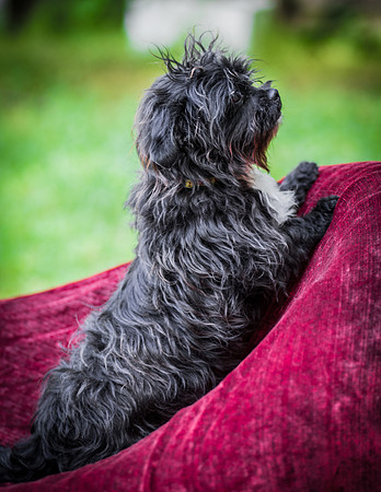 Foster Lady Elaine-8591