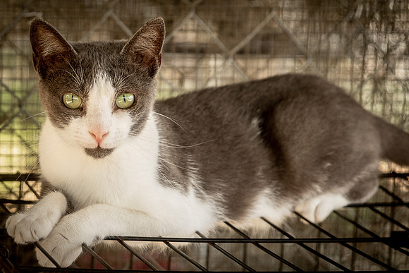 Darlington  Cats-9505