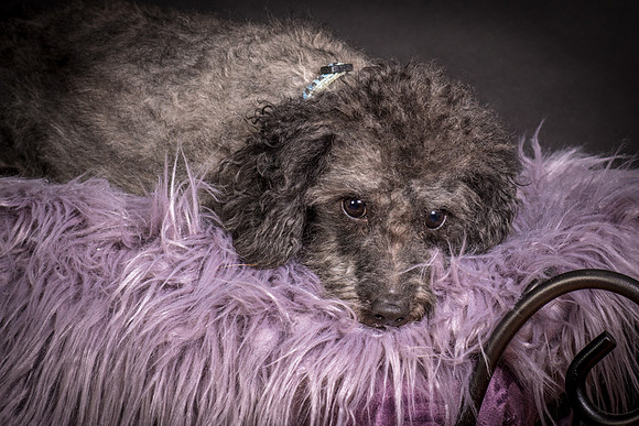 Foster Mokey-1361