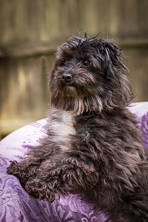 Foster Sammy-8268