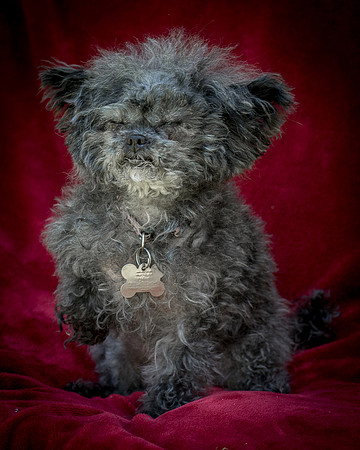 Foster Vivienne-9272