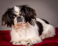 Foster Gypsy Rose-7722