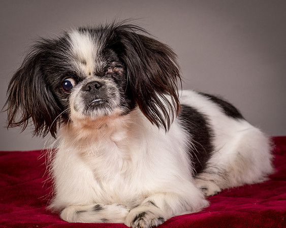 Foster Gypsy Rose-7722