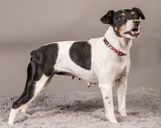 Foster Pollyanna-3996