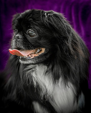 Foster Prince-0956