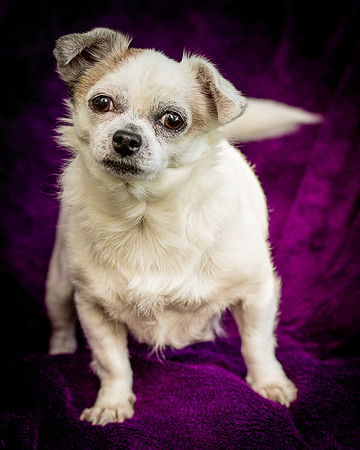 Foster Petey-0094