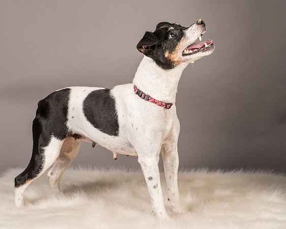 Foster Pollyanna-3922
