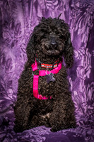 Foster Mindy-2711