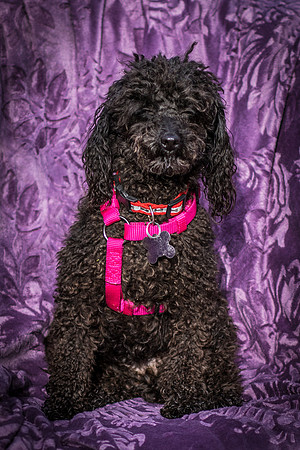 Foster Mindy-2711