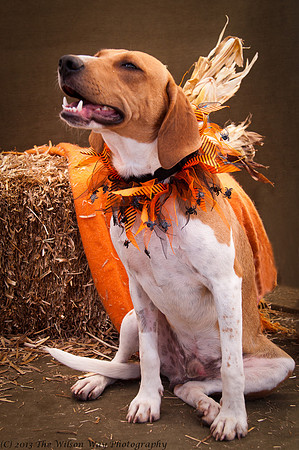 Foster Frankie-7406