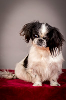 Foster Gypsy Rose-7690